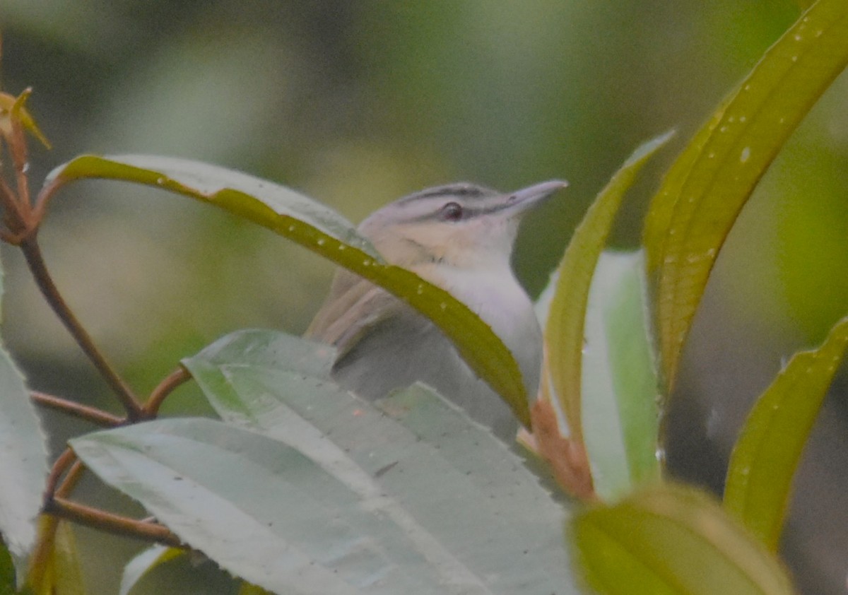 Red-eyed Vireo - ML644154149