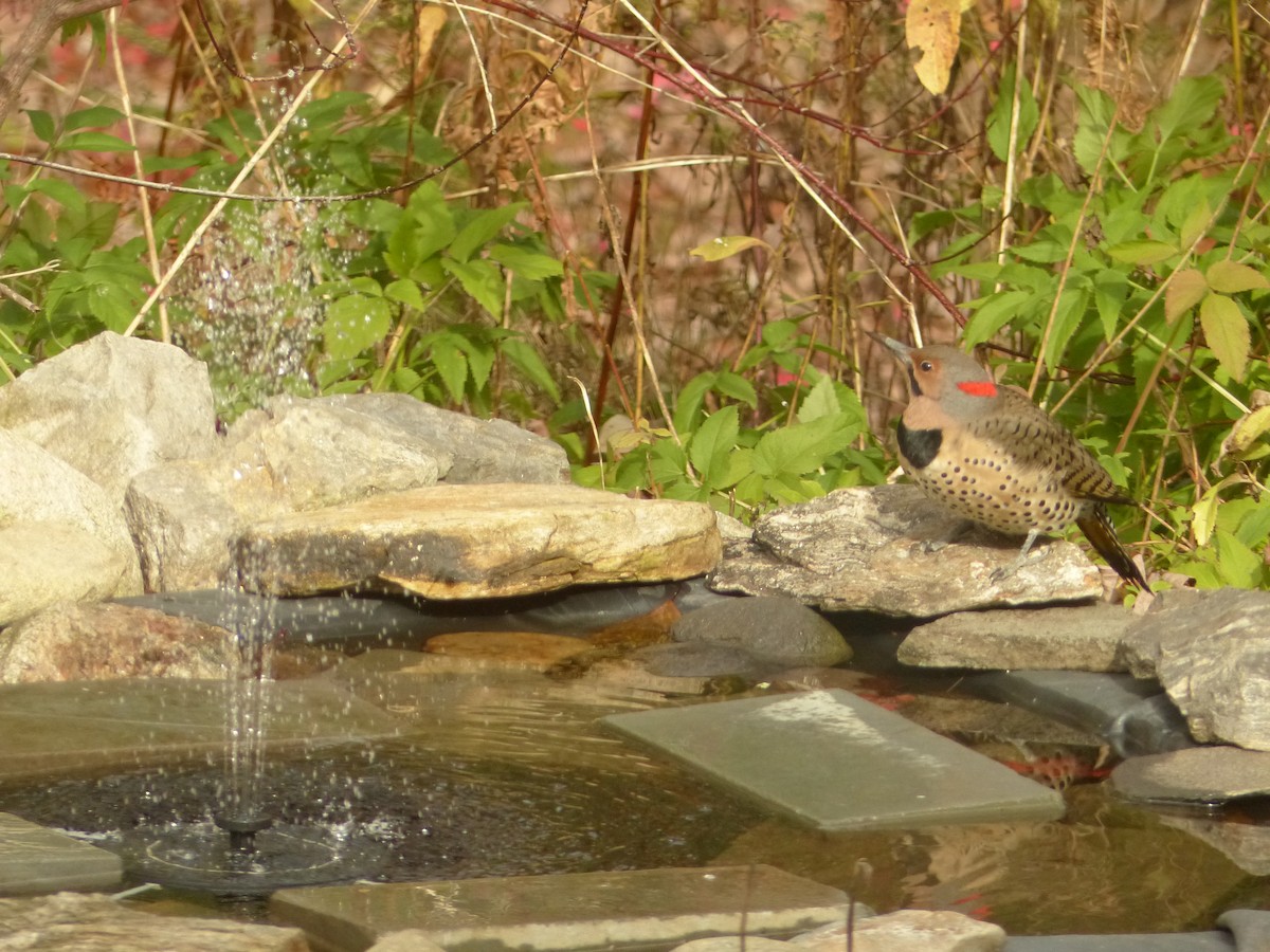 Goldspecht - ML644154153