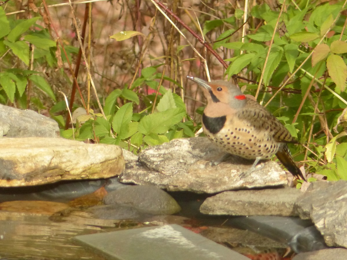 Goldspecht - ML644154154