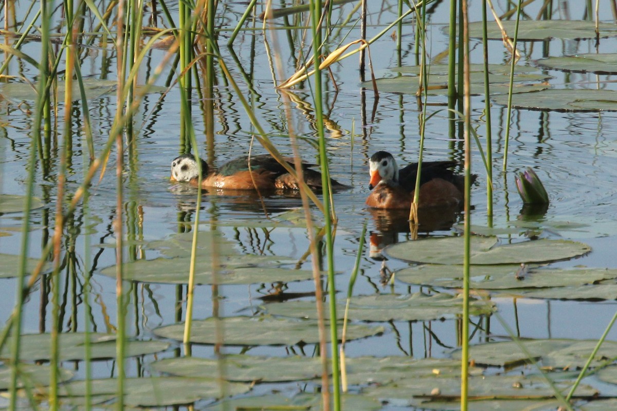African Pygmy-Goose - ML644154156