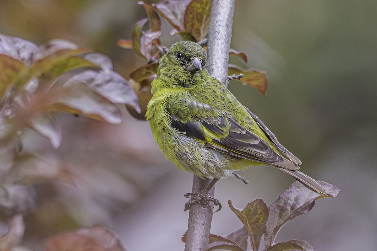 Hooded Siskin - ML644154157