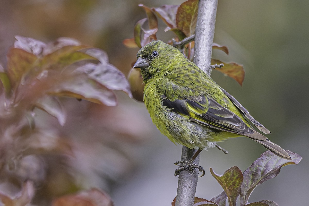 Hooded Siskin - ML644154158
