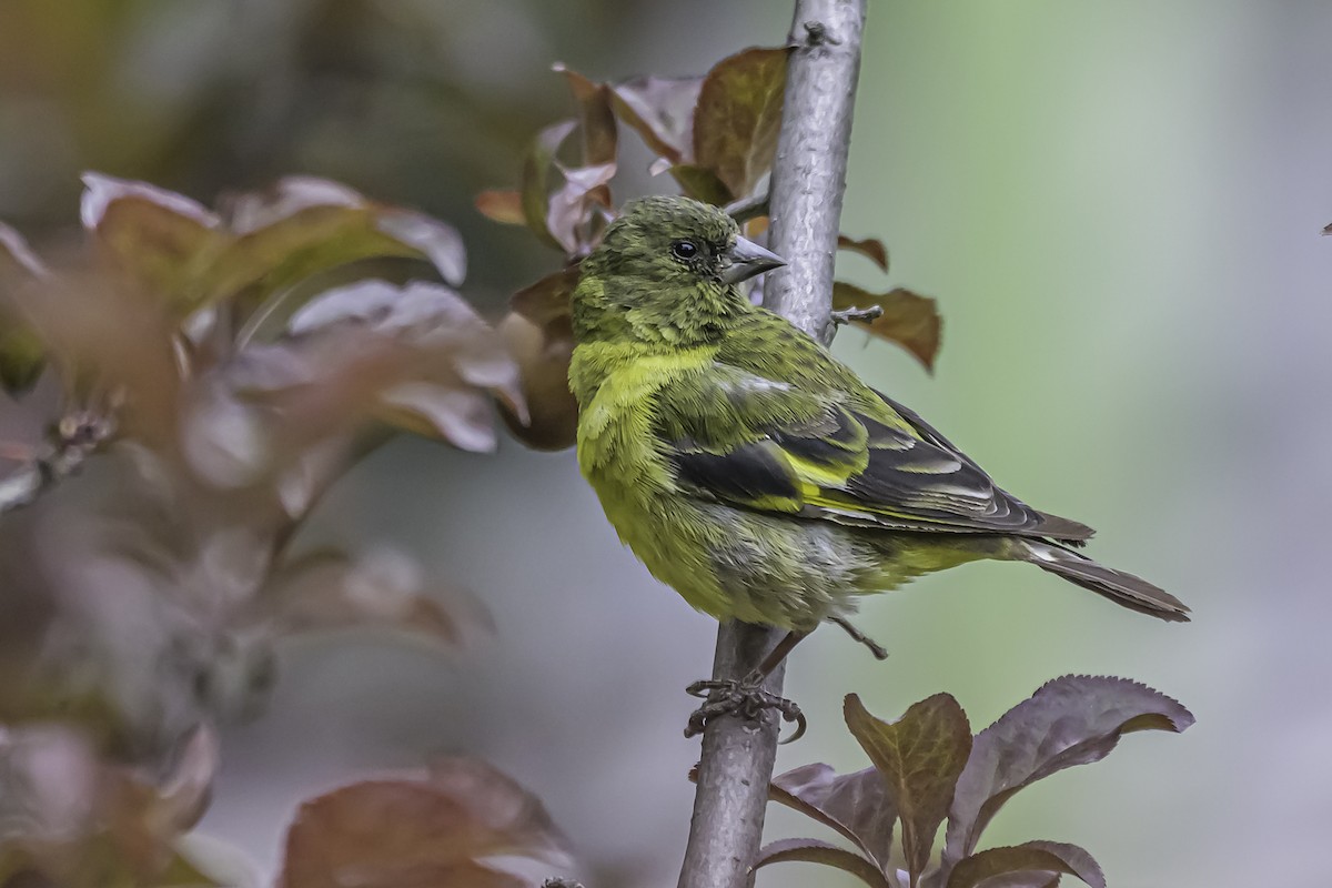 Hooded Siskin - ML644154159