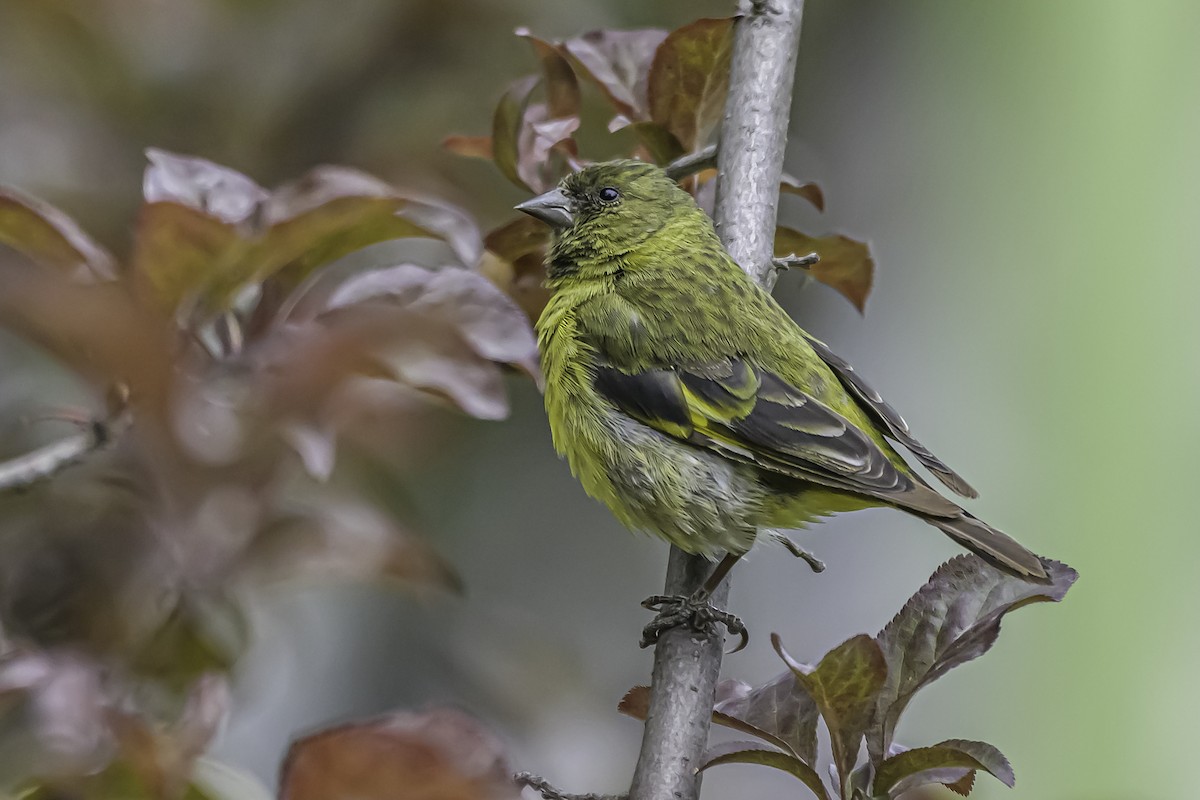 Hooded Siskin - ML644154160