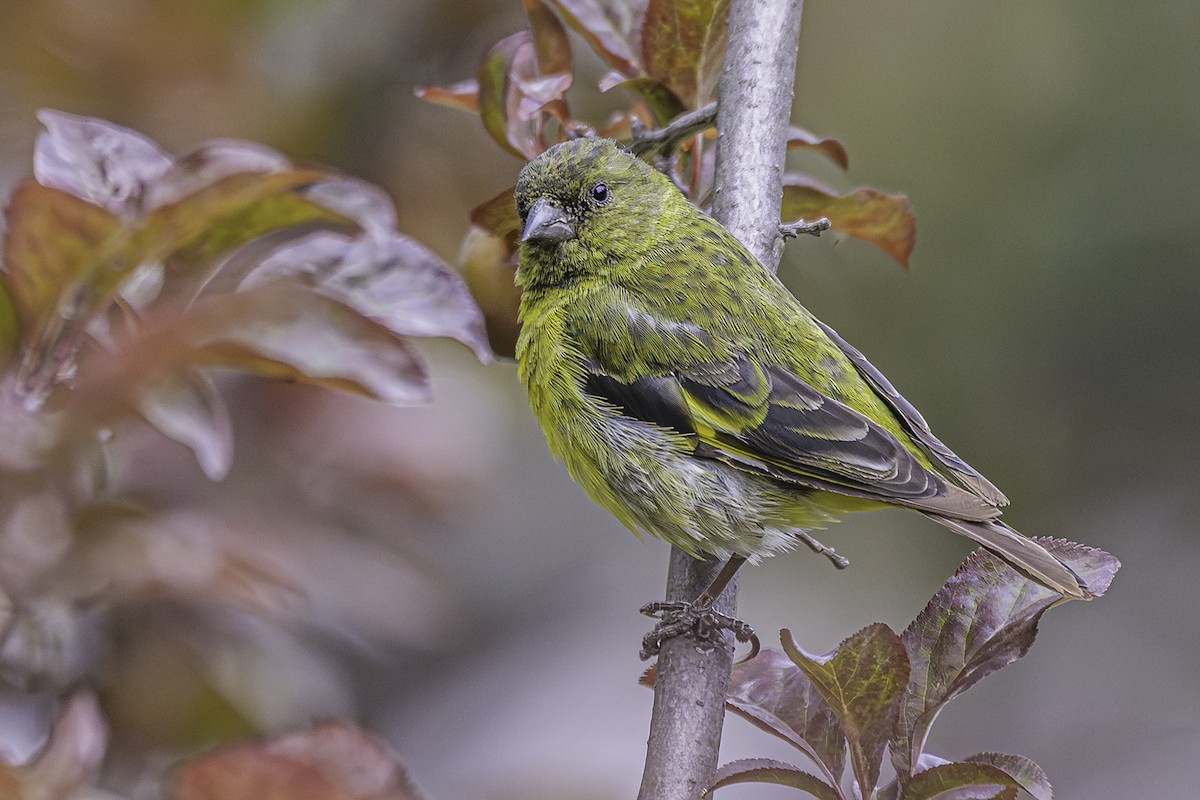 Hooded Siskin - ML644154161