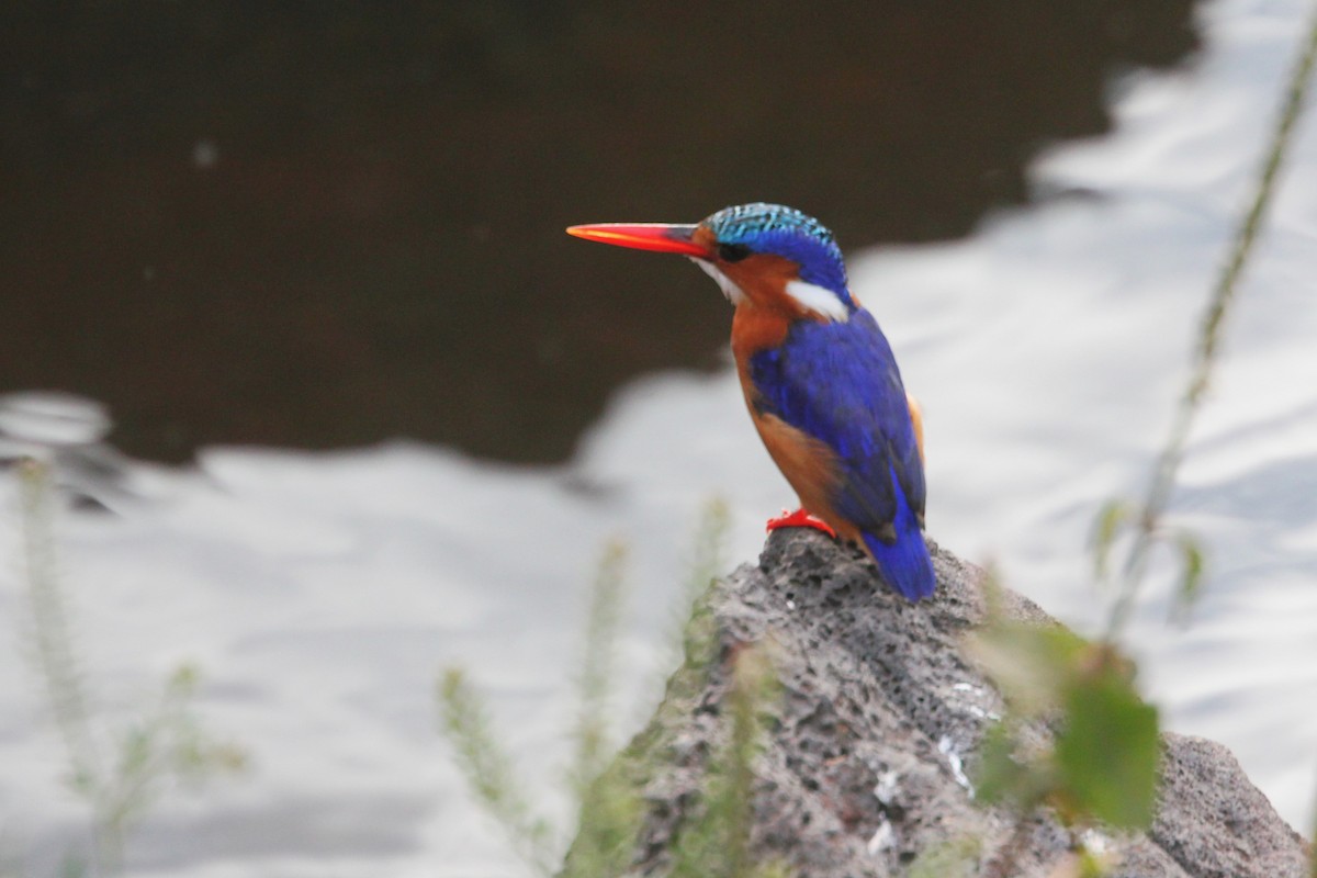 Malachite Kingfisher - ML644154184