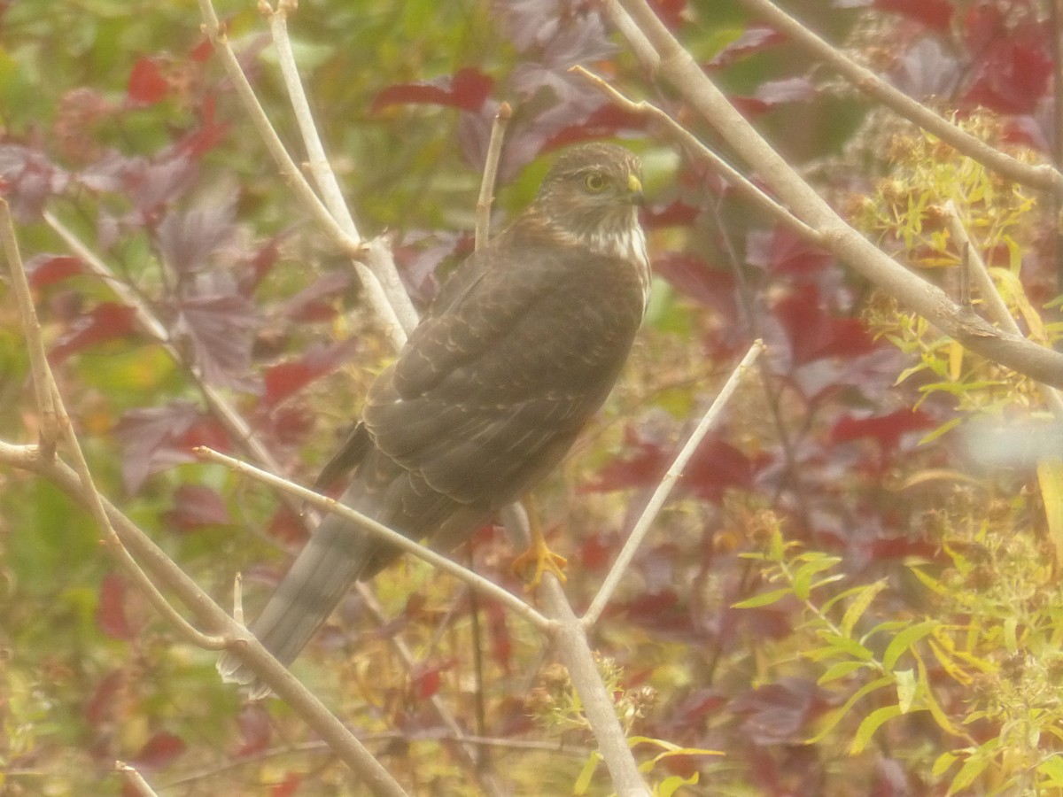 Eckschwanzsperber - ML644154191