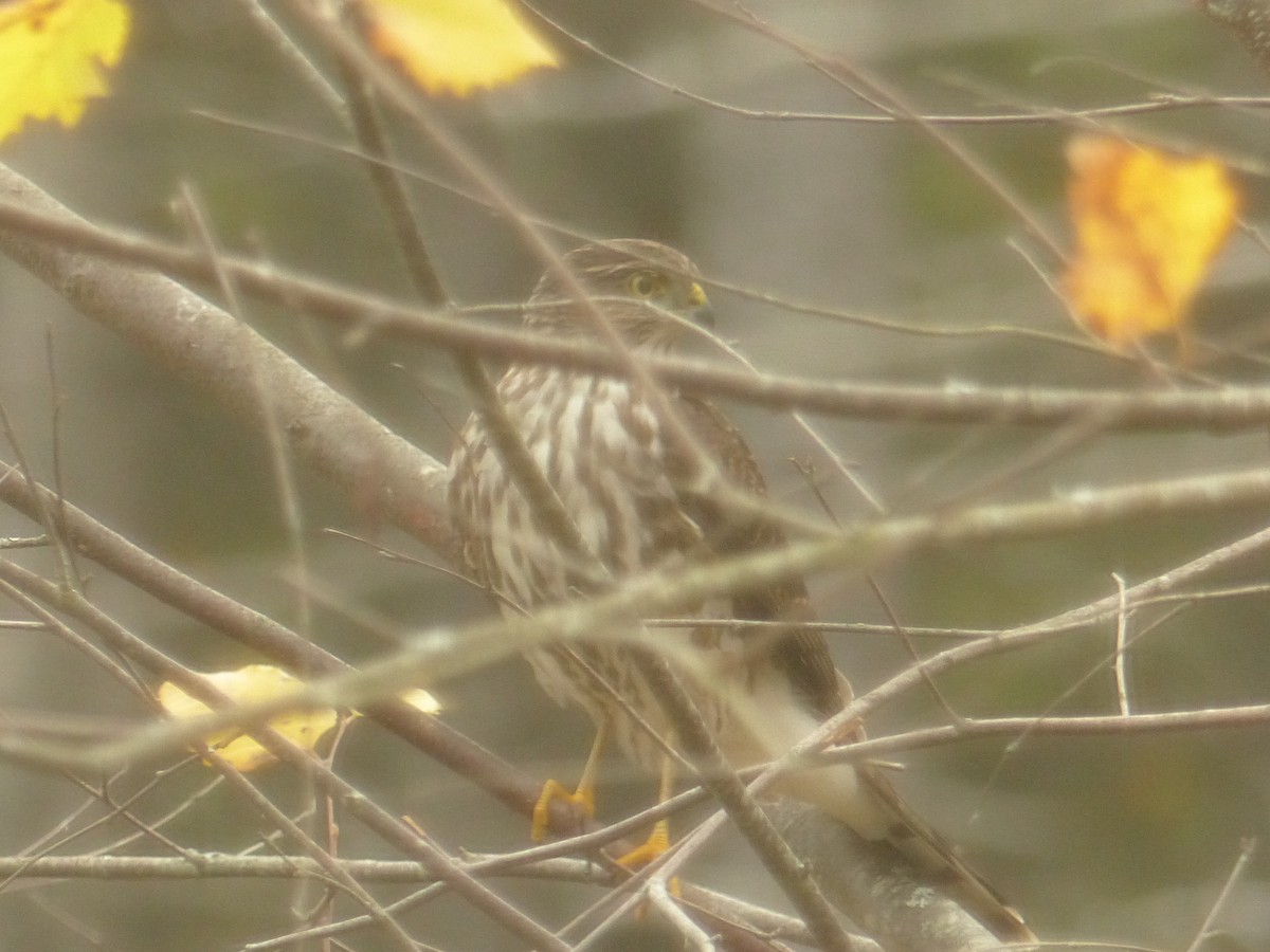 Eckschwanzsperber - ML644154192