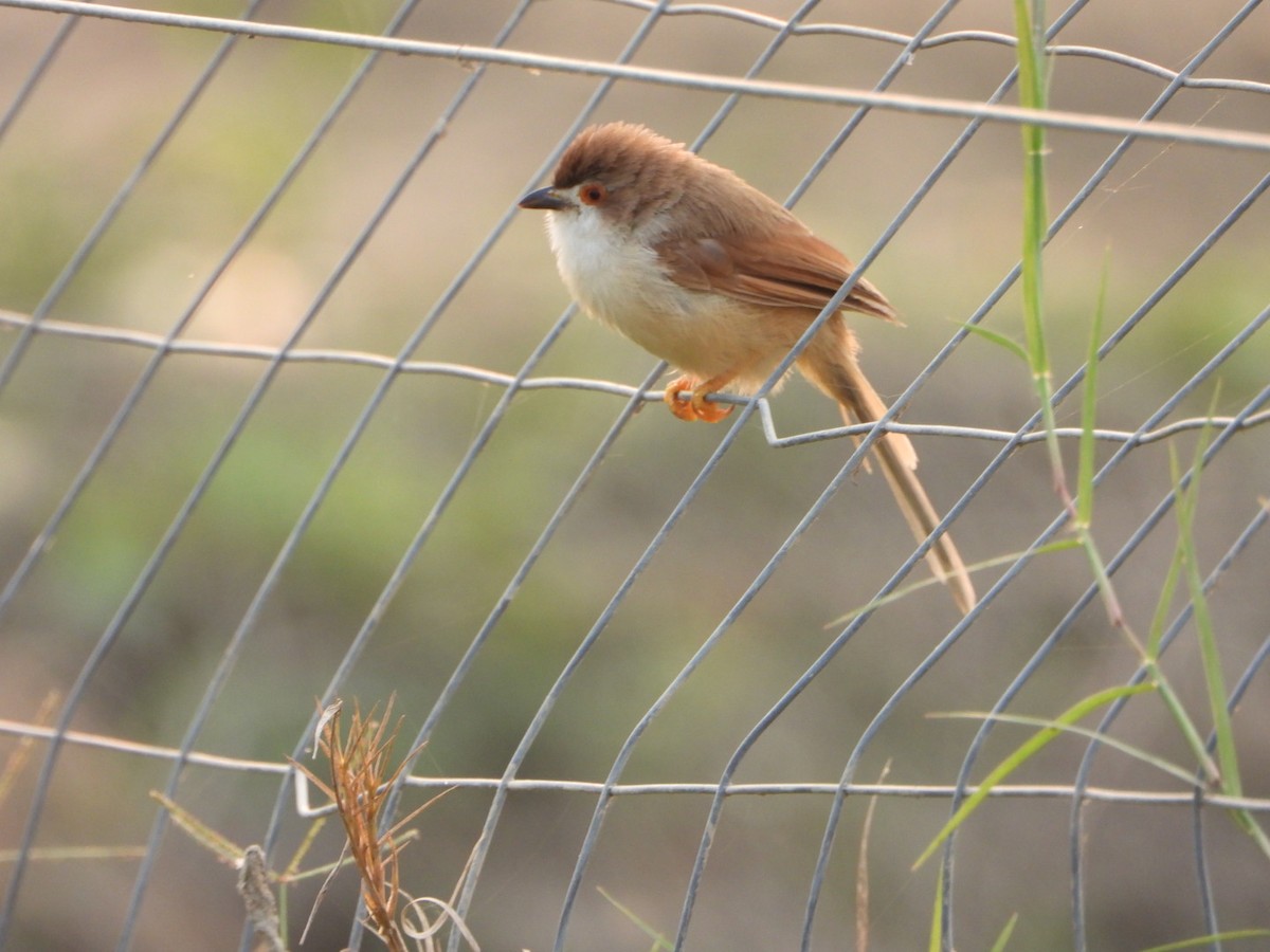 Timalí Ojigualdo - ML644154199