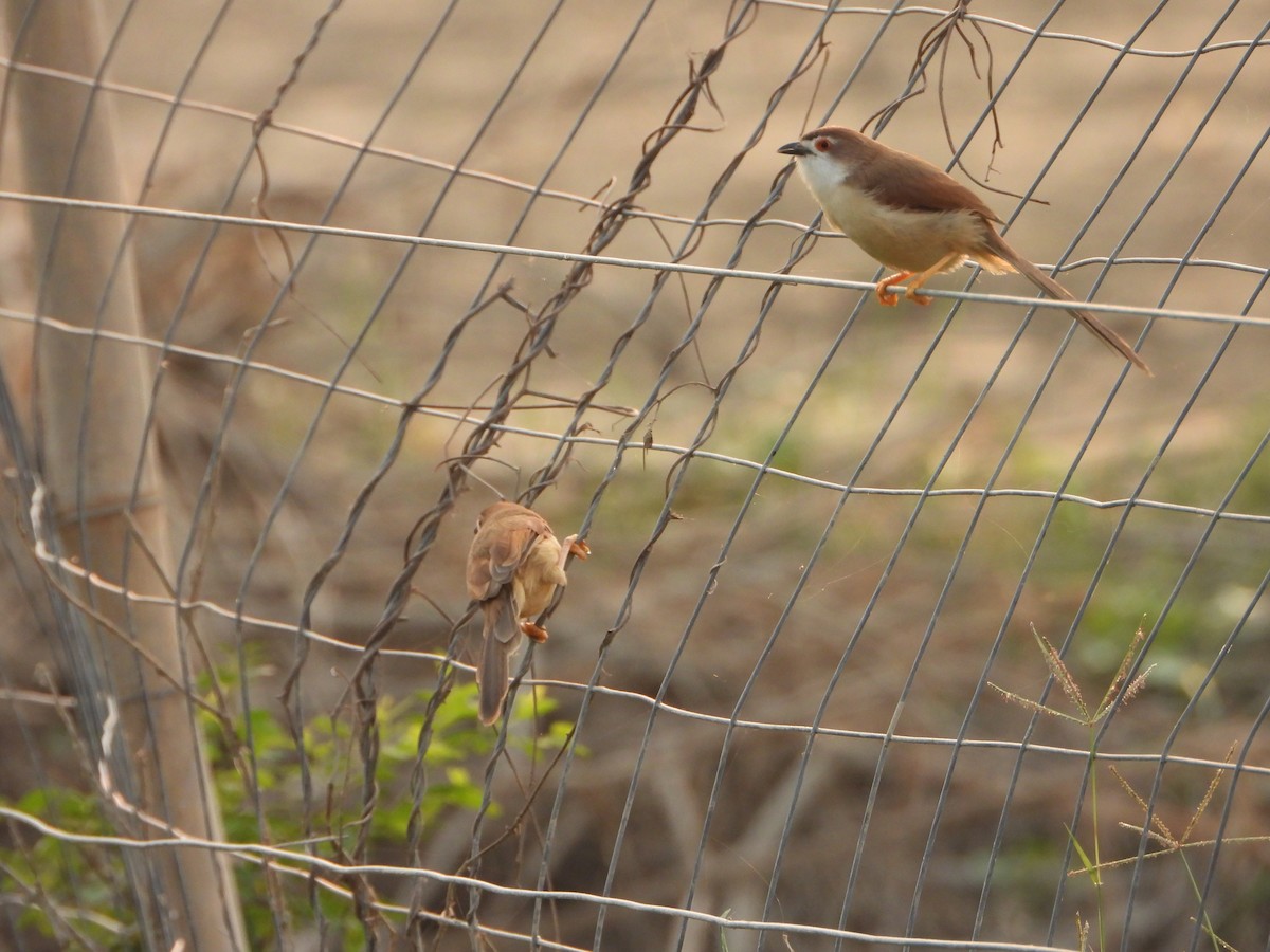 Timalí Ojigualdo - ML644154200