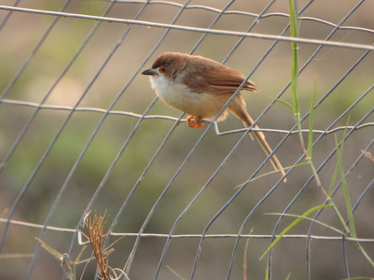 Timalí Ojigualdo - ML644154201