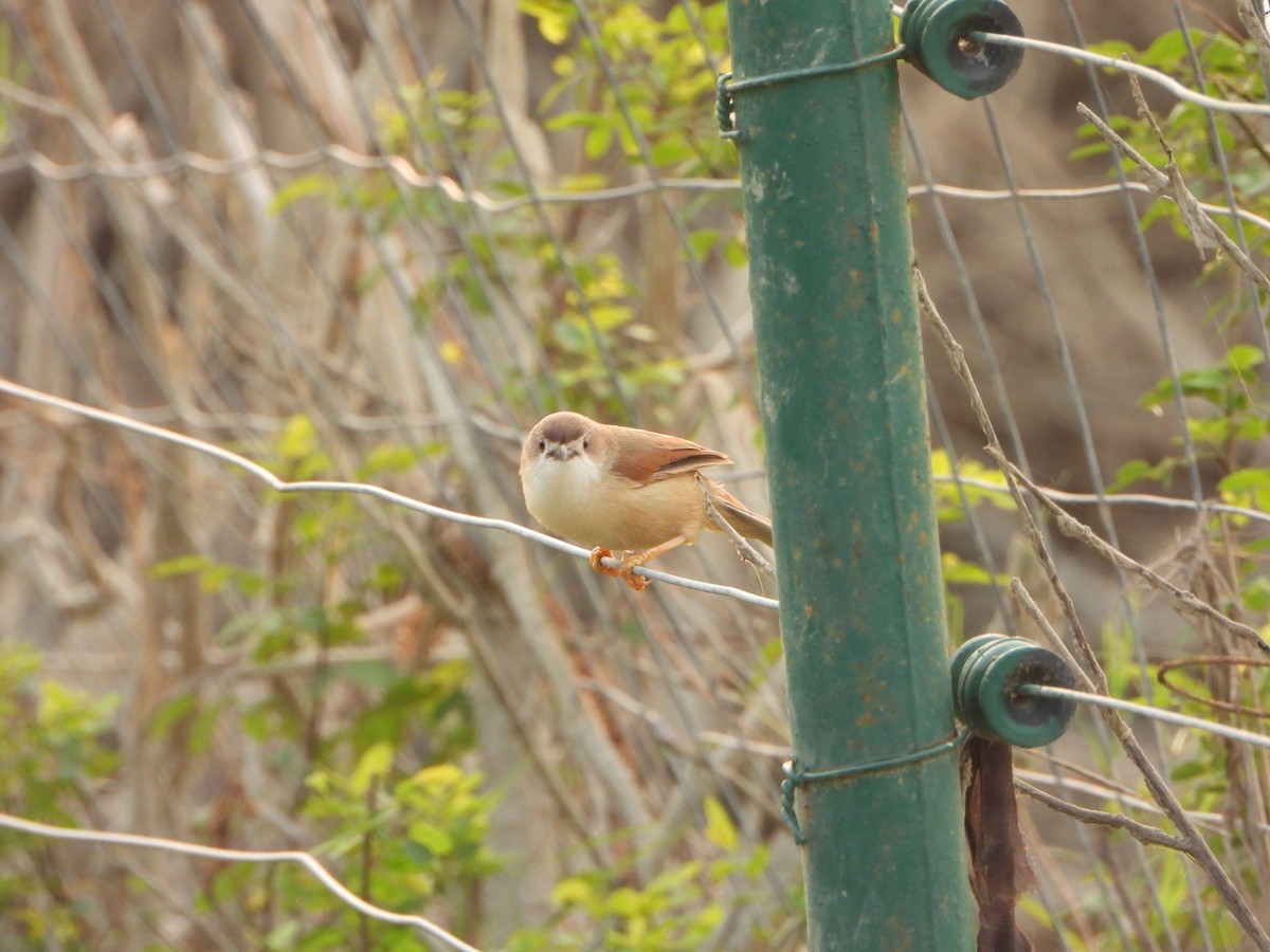 Timalí Ojigualdo - ML644154202