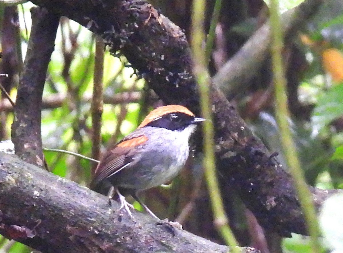 Black-cheeked Gnateater - ML644154220