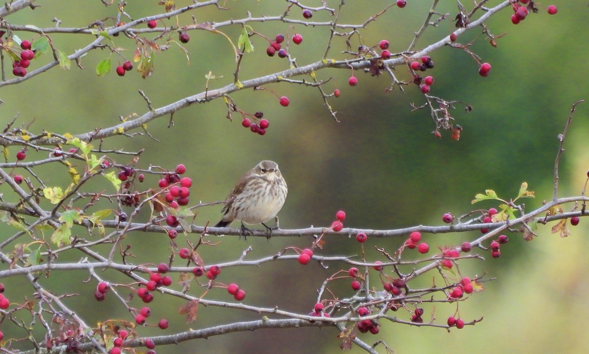Water Pipit - ML644154240