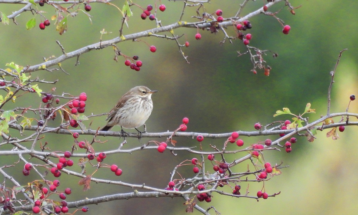 Water Pipit - ML644154241
