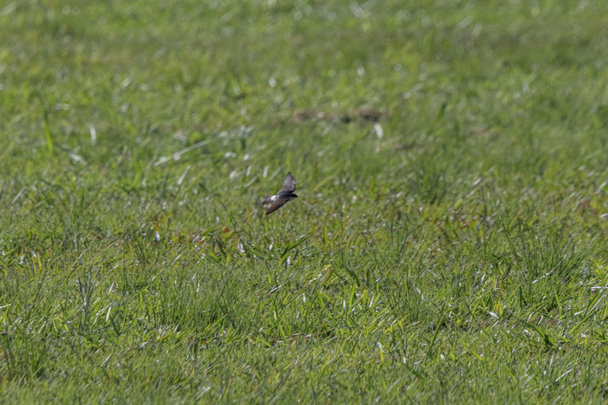 Hirondelle à diadème - ML644154244