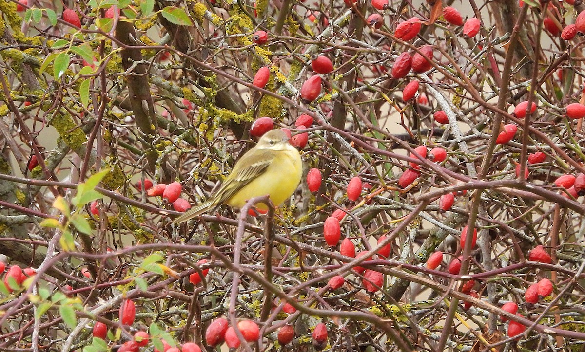 Western Yellow Wagtail - ML644154254