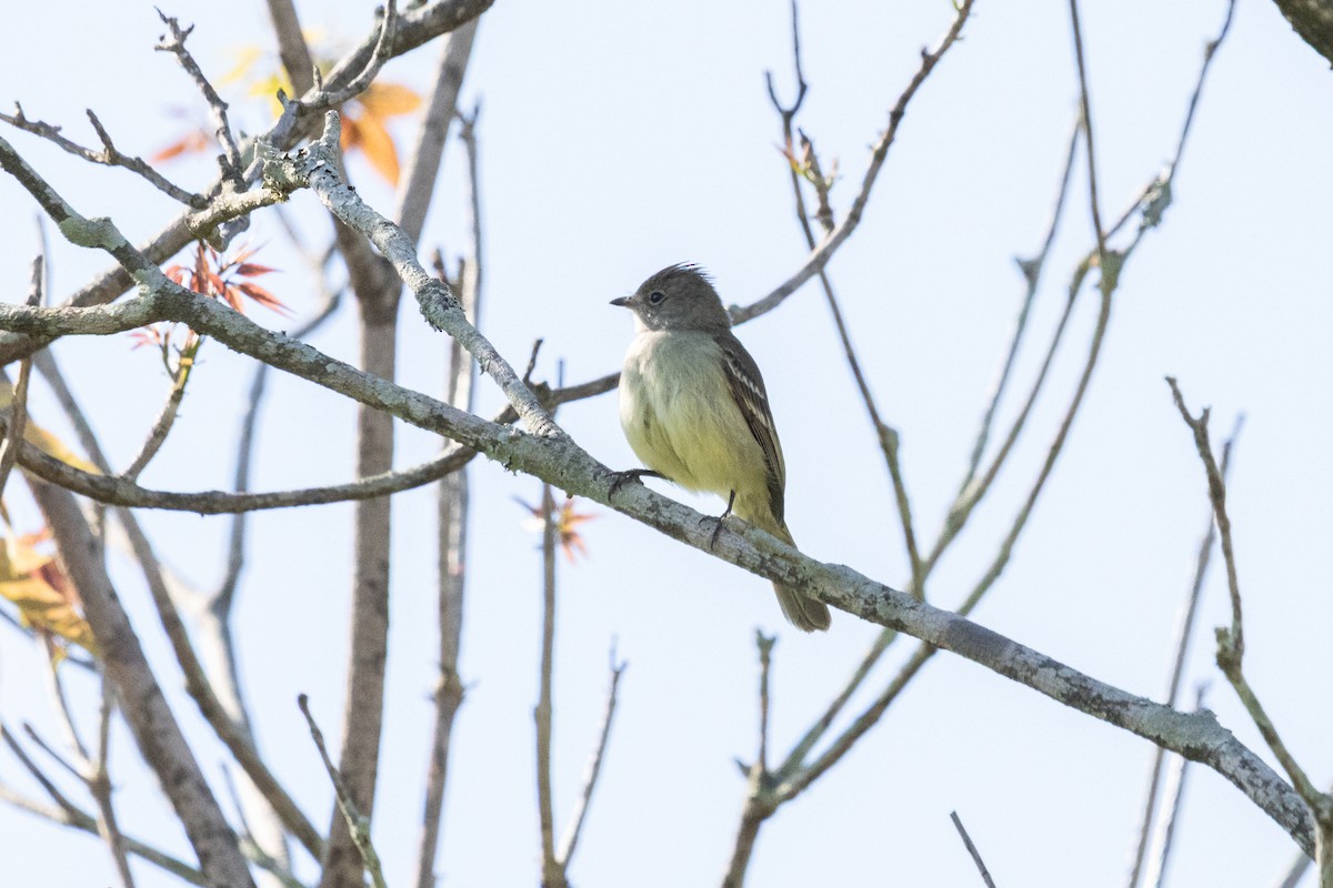 Yellow-bellied Elaenia - ML644154255