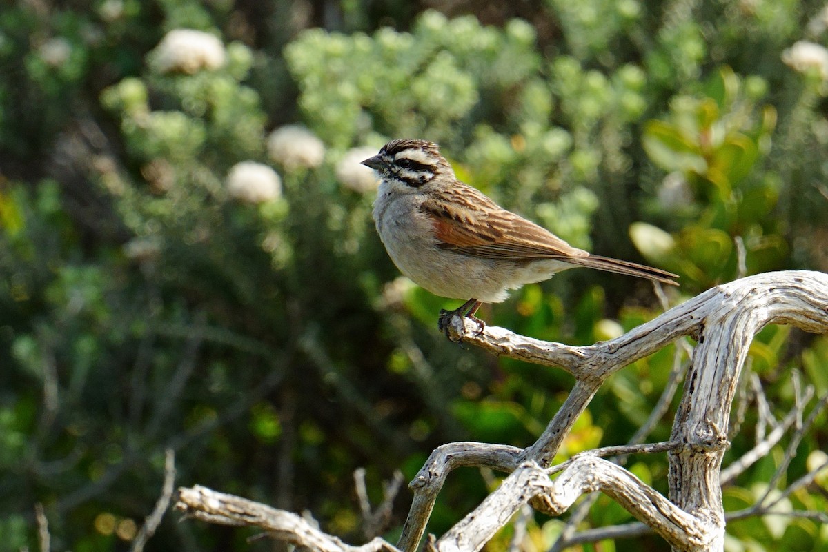 kappspurv - ML644154266