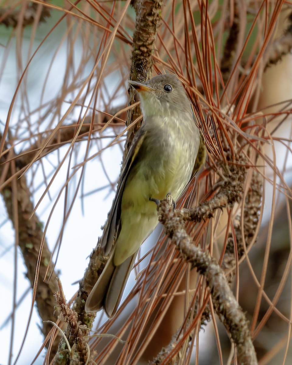 Eastern Wood-Pewee - ML644154268