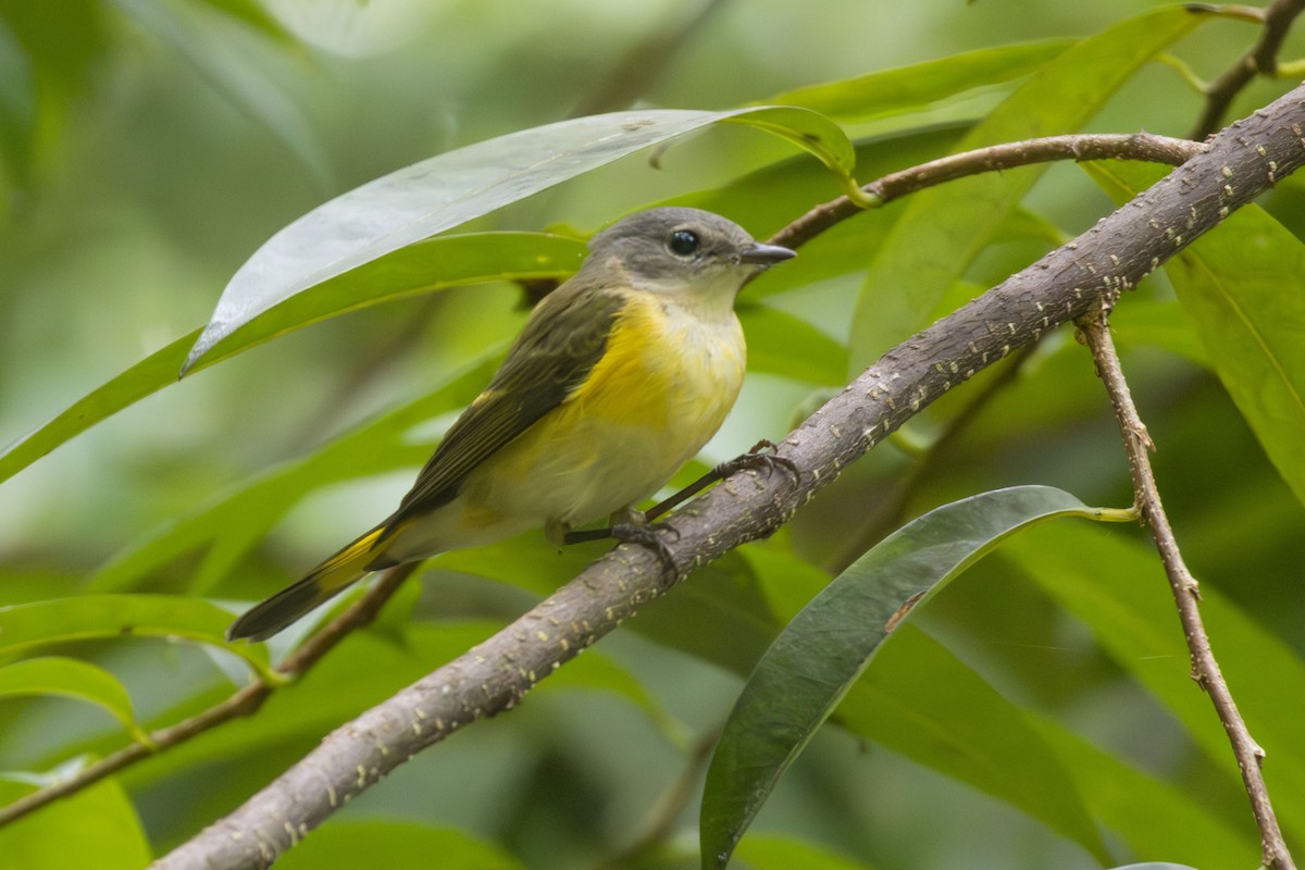 American Redstart - ML644154269
