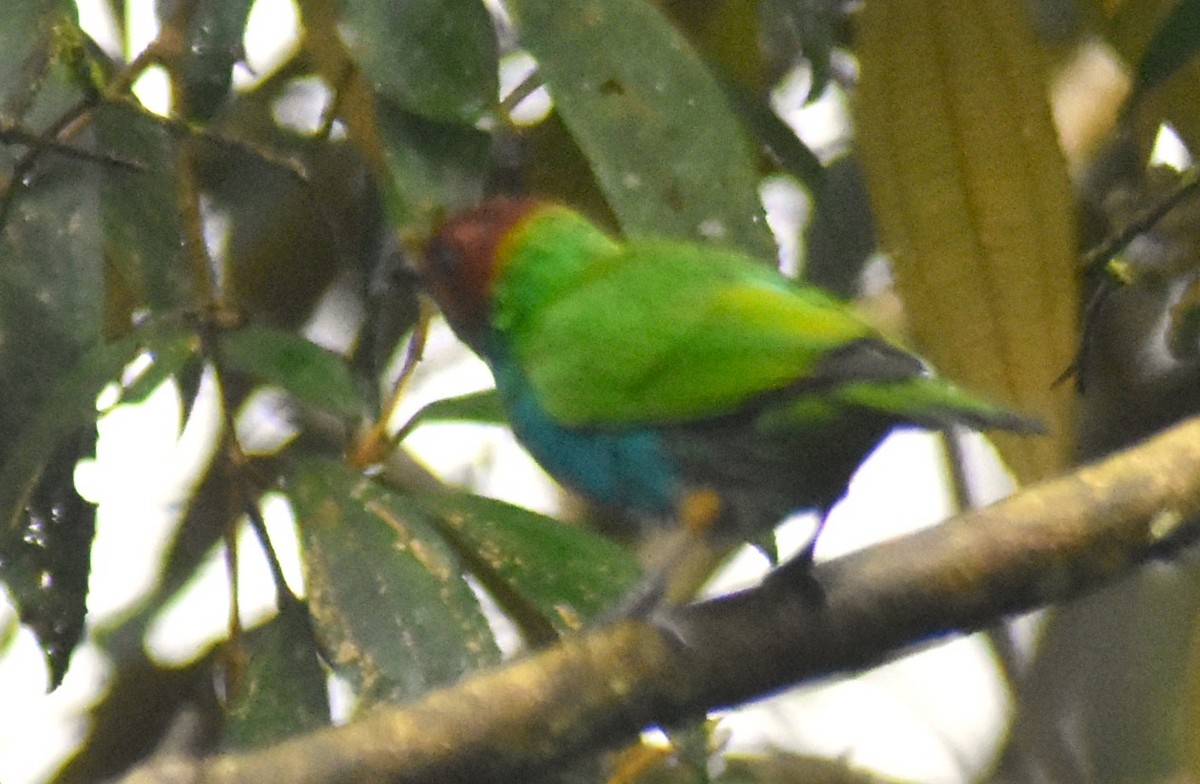 Bay-headed Tanager - ML644154271