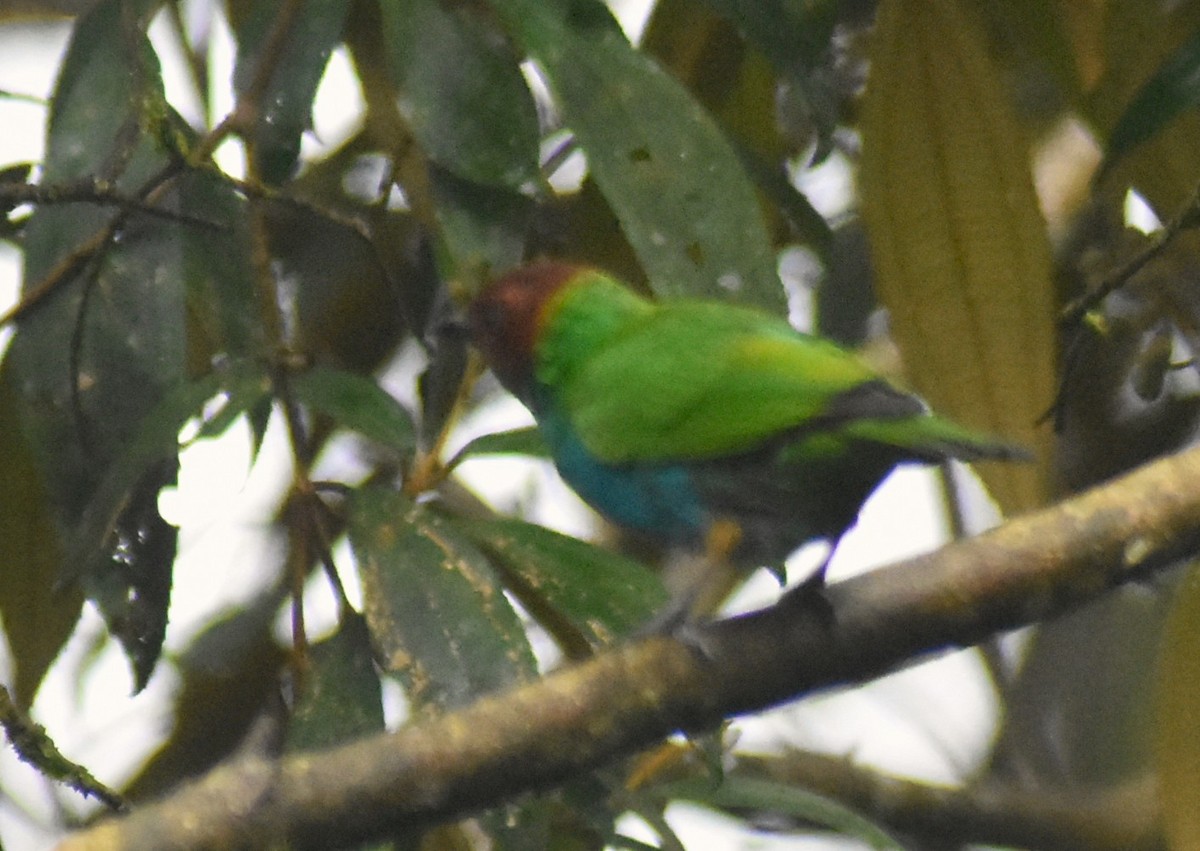 Bay-headed Tanager - ML644154272