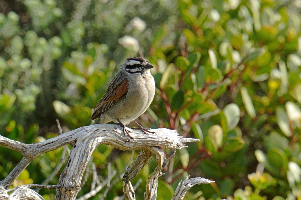 kappspurv - ML644154277