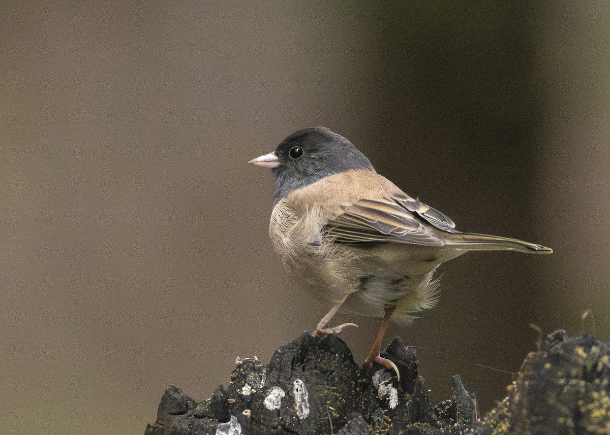 Dark-eyed Junco (Oregon) - ML644154284