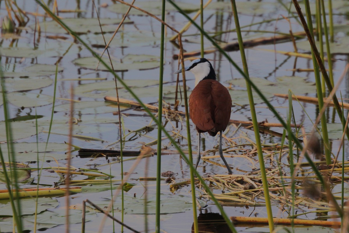 African Jacana - ML644154308