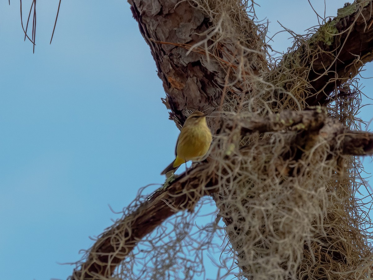 Palm Warbler - ML644154313