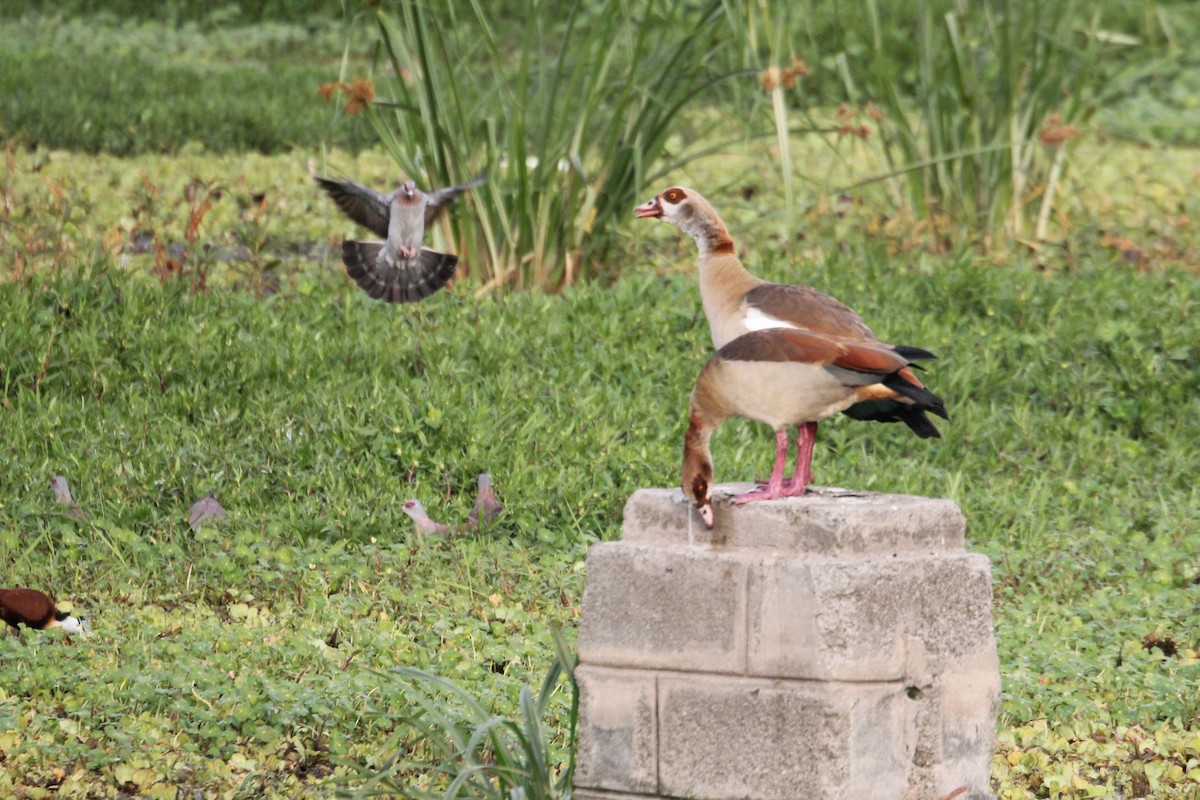 Nilgans - ML644154321