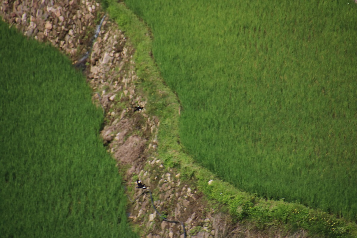 Crested Myna - ML644154338