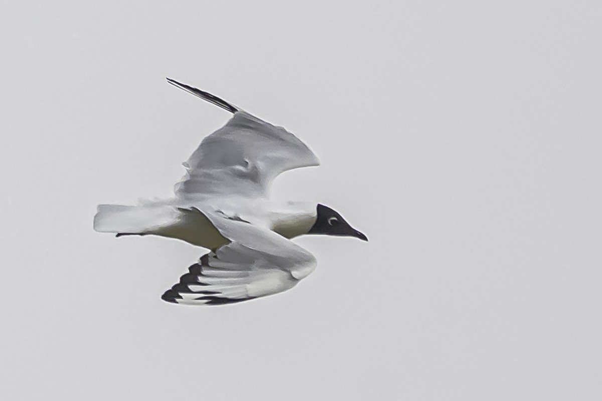 Andean Gull - ML644154342