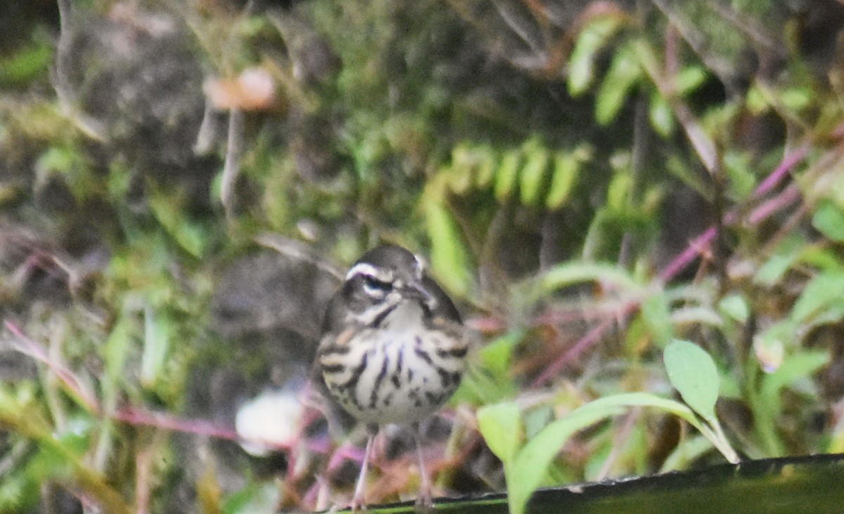 Louisiana Waterthrush - ML644154380