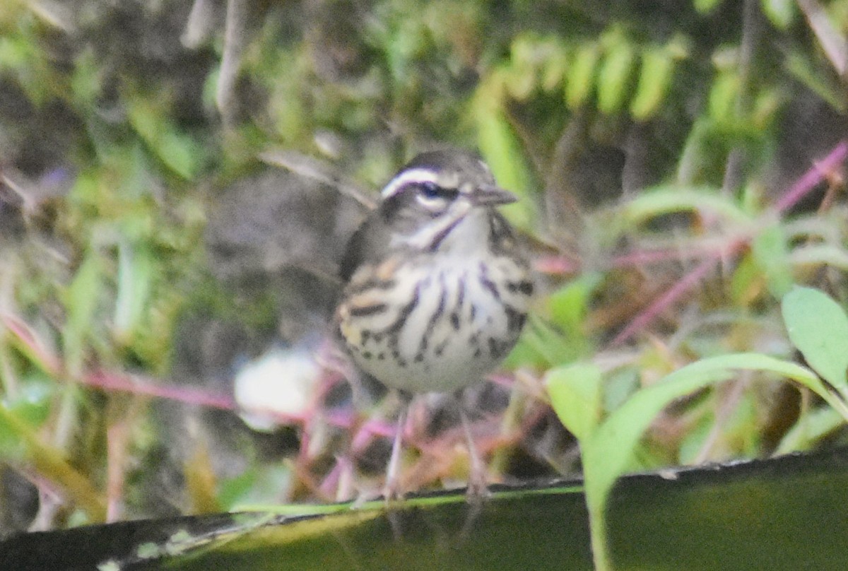 Louisiana Waterthrush - ML644154381