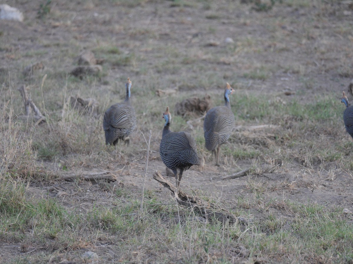 Helmeted Guineafowl - ML644154416