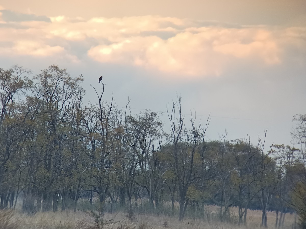 Aigle impérial - ML644154427