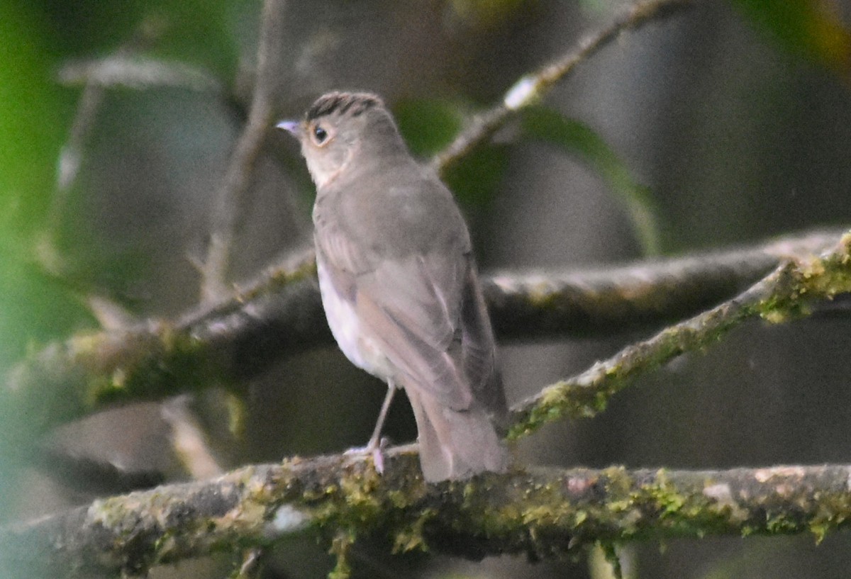 Swainson's Thrush - ML644154455