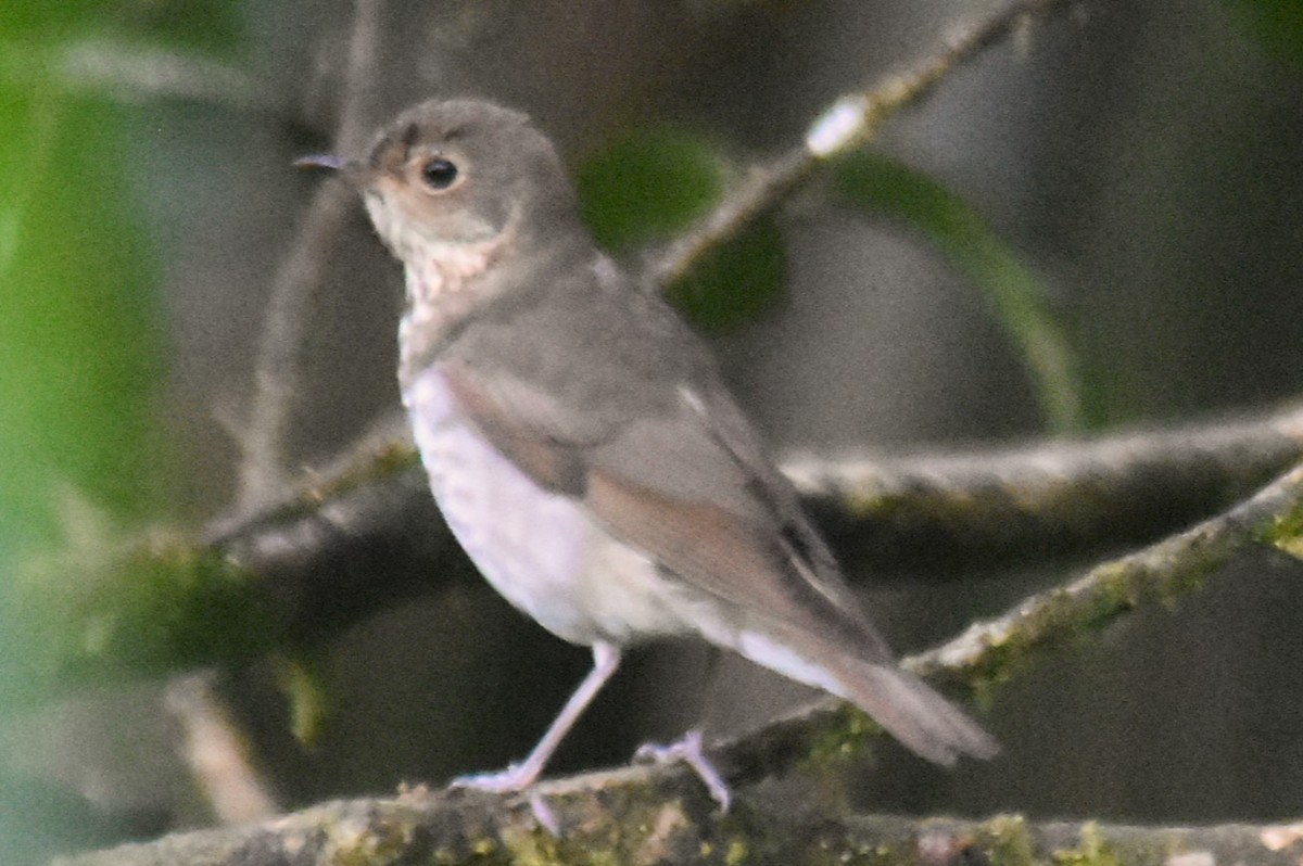 Swainson's Thrush - ML644154456