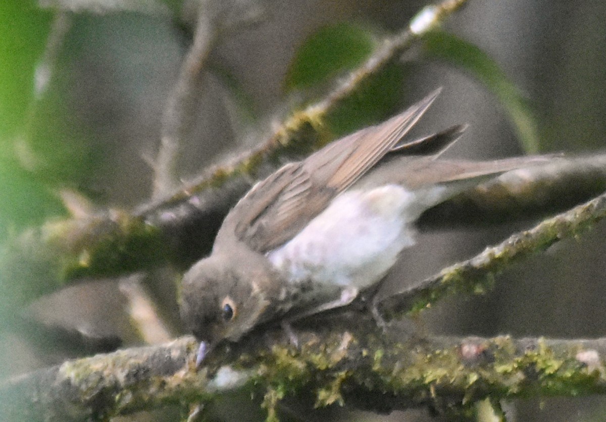 Swainson's Thrush - ML644154457
