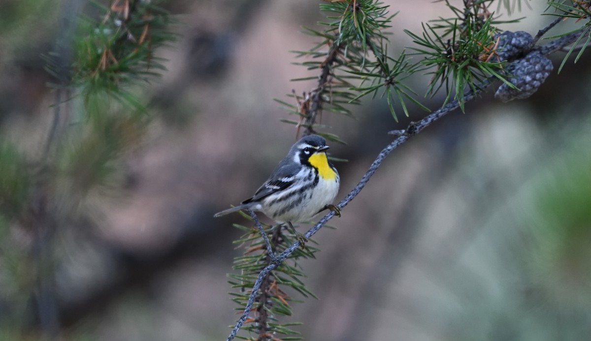Yellow-throated Warbler - ML644154467