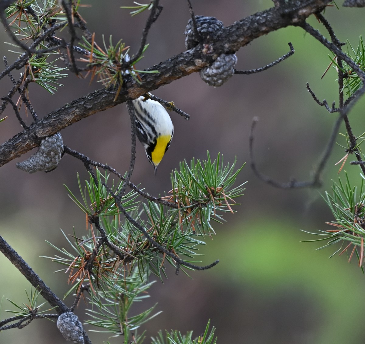 Yellow-throated Warbler - ML644154468