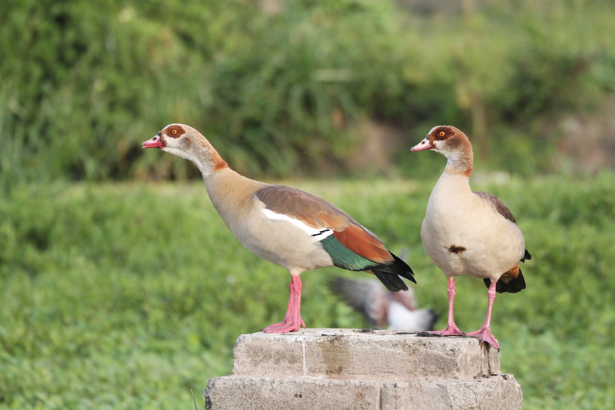 Nilgans - ML644154473