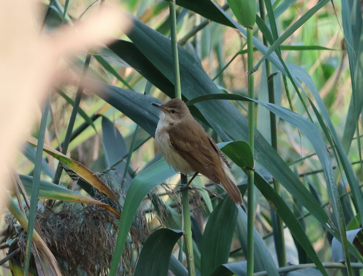 Great Reed Warbler - ML644154475