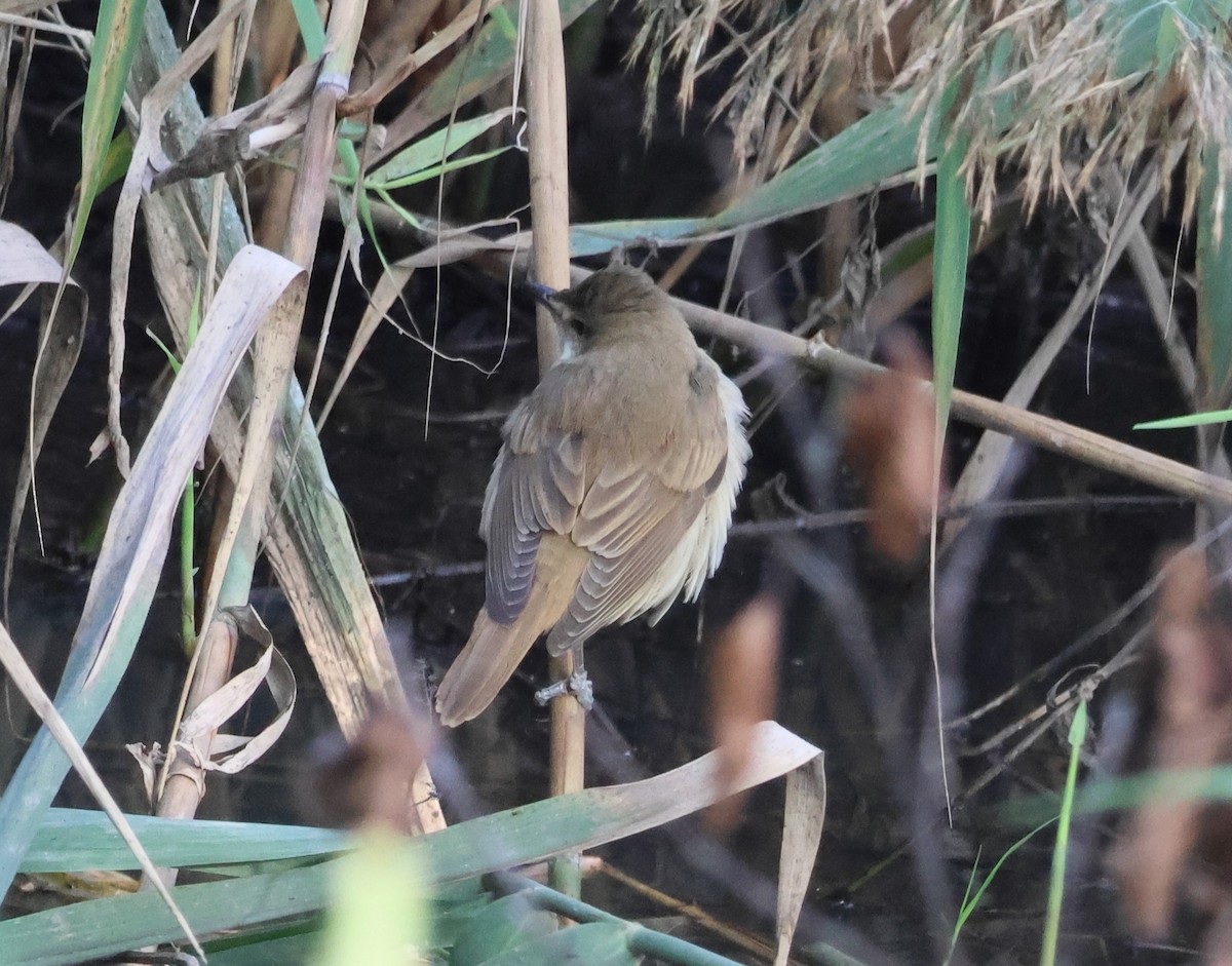 Great Reed Warbler - ML644154476