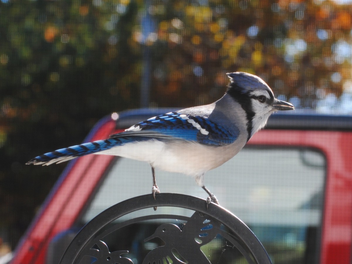 Blue Jay - ML644154477