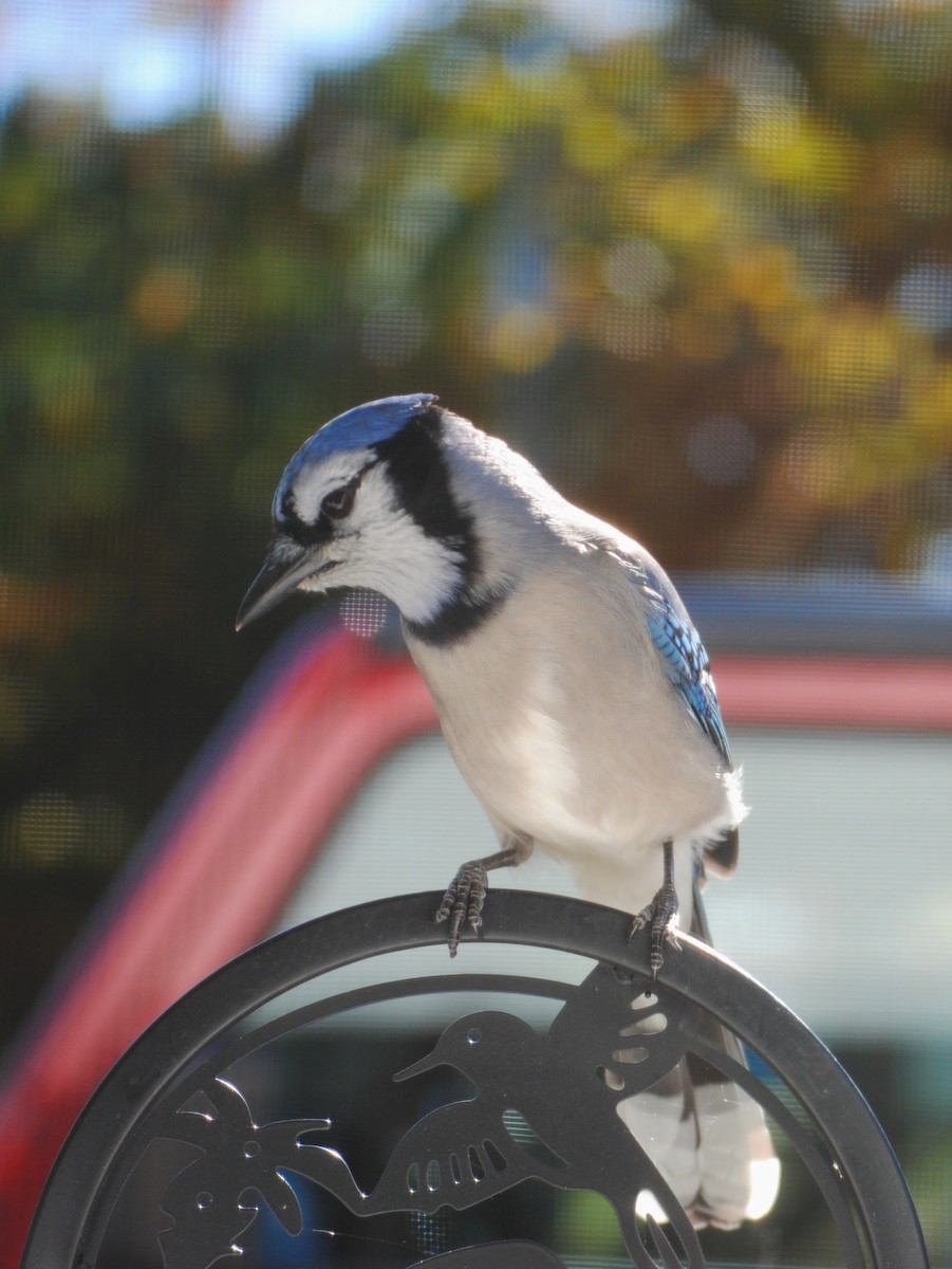 Blue Jay - ML644154478