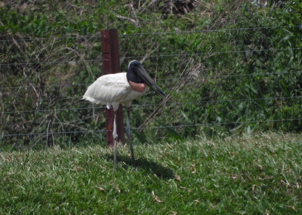 Jabiru - ML644154488