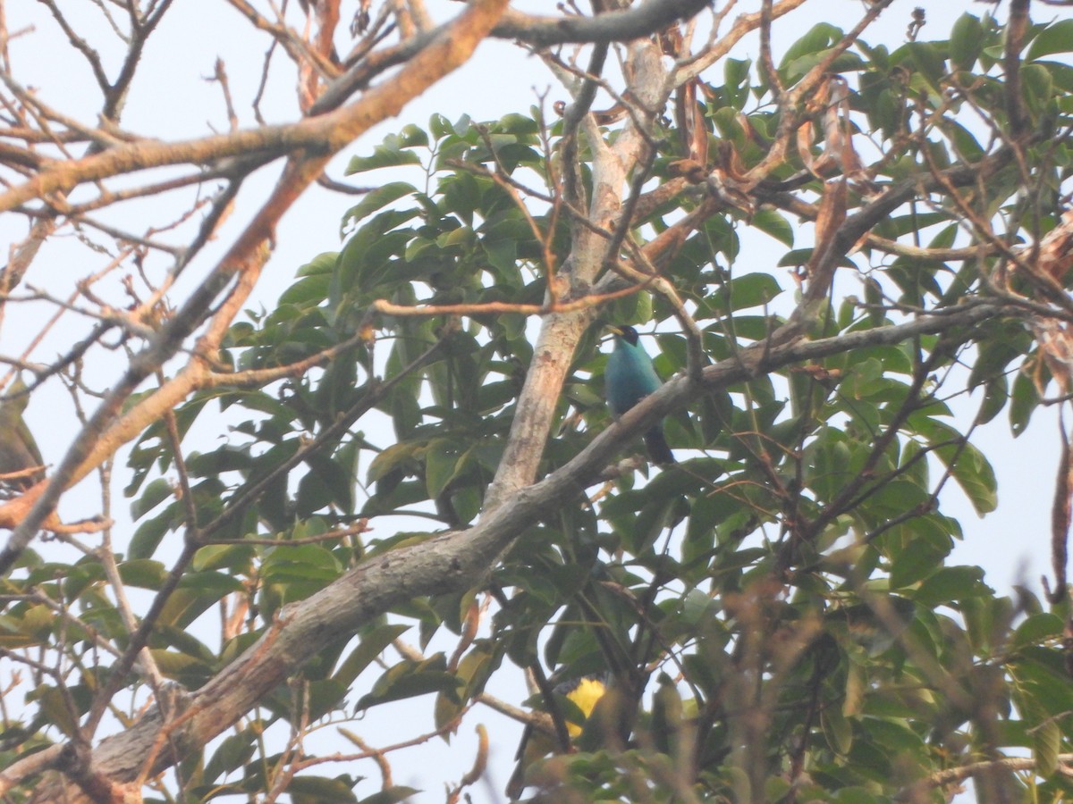 Kappennaschvogel - ML644154495